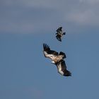 Bussard-gegen-Gänsegeier