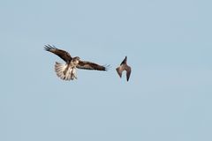 Bussard gegen Wanderfalke