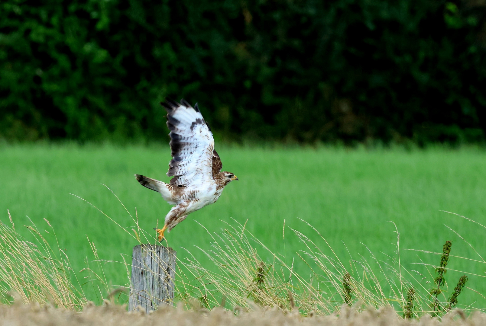 Bussard geht auf die Jagd