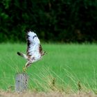 Bussard geht auf die Jagd