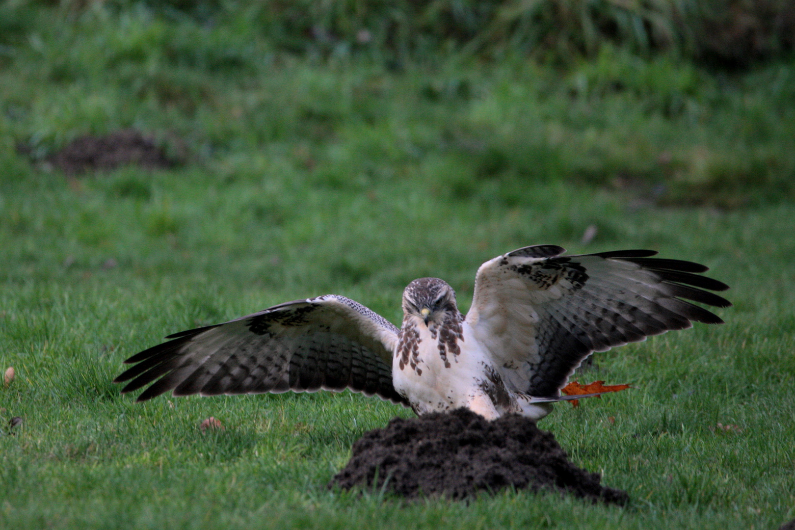 Bussard gelandet