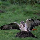 Bussard gelandet