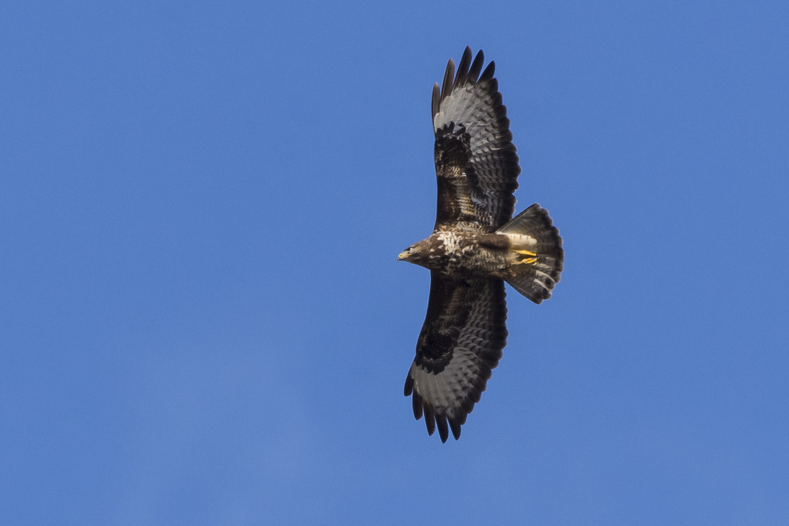 Bussard genießt die Sonne