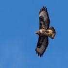 Bussard genießt die Sonne