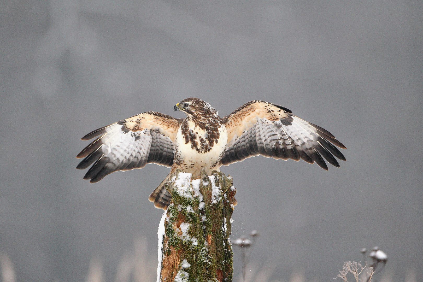 Bussard gibt sich als Reichsadler