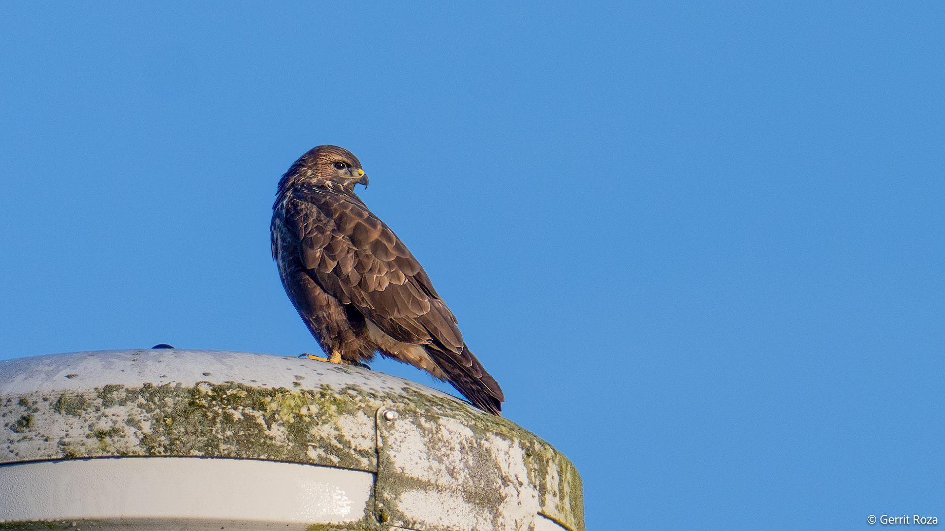 Bussard Greifvogel