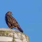 Bussard Greifvogel