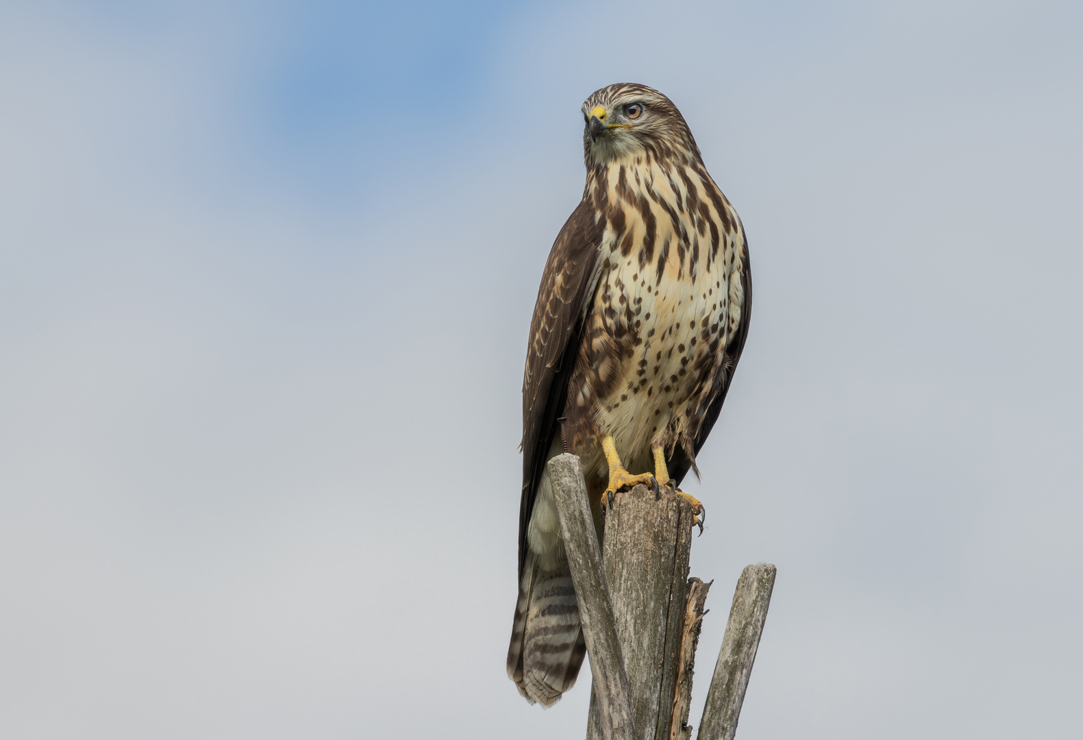 Bussard hält Ausschau