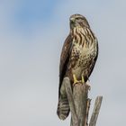 Bussard hält Ausschau