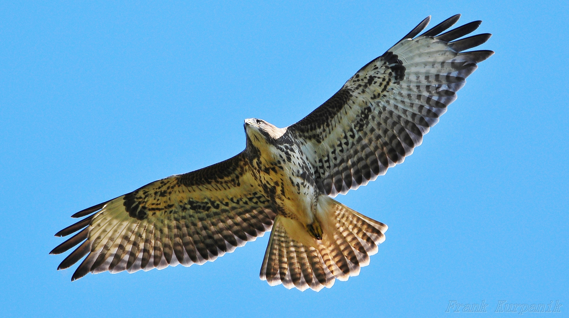 Bussard hält Ausschau