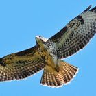 Bussard hält Ausschau