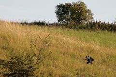 Bussard hat Beute erspäht