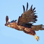 BUSSARD HEBT AB