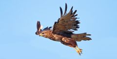 BUSSARD HEBT AB