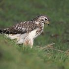 Bussard hell und schön gezeichnet