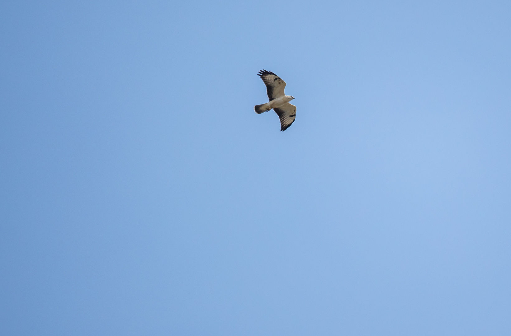 Bussard ( helle Morphe )