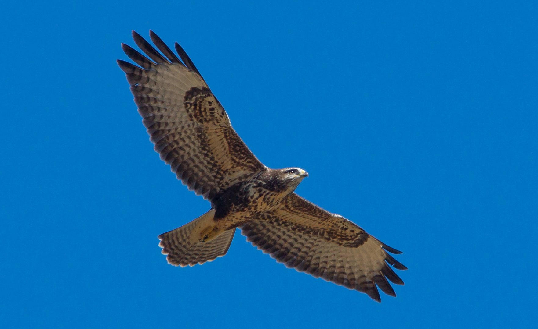 Bussard  Herbst 2020