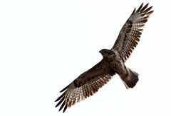 Bussard hoch am Himmel