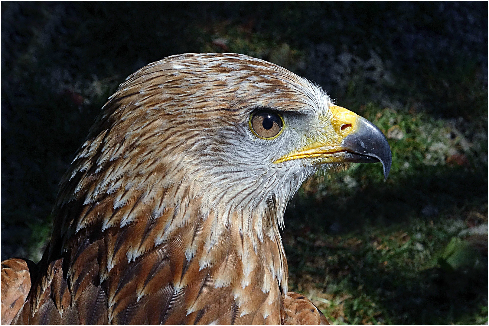 Bussard (Hochwildschutzpark Hunsrück)