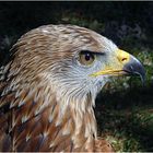 Bussard (Hochwildschutzpark Hunsrück)