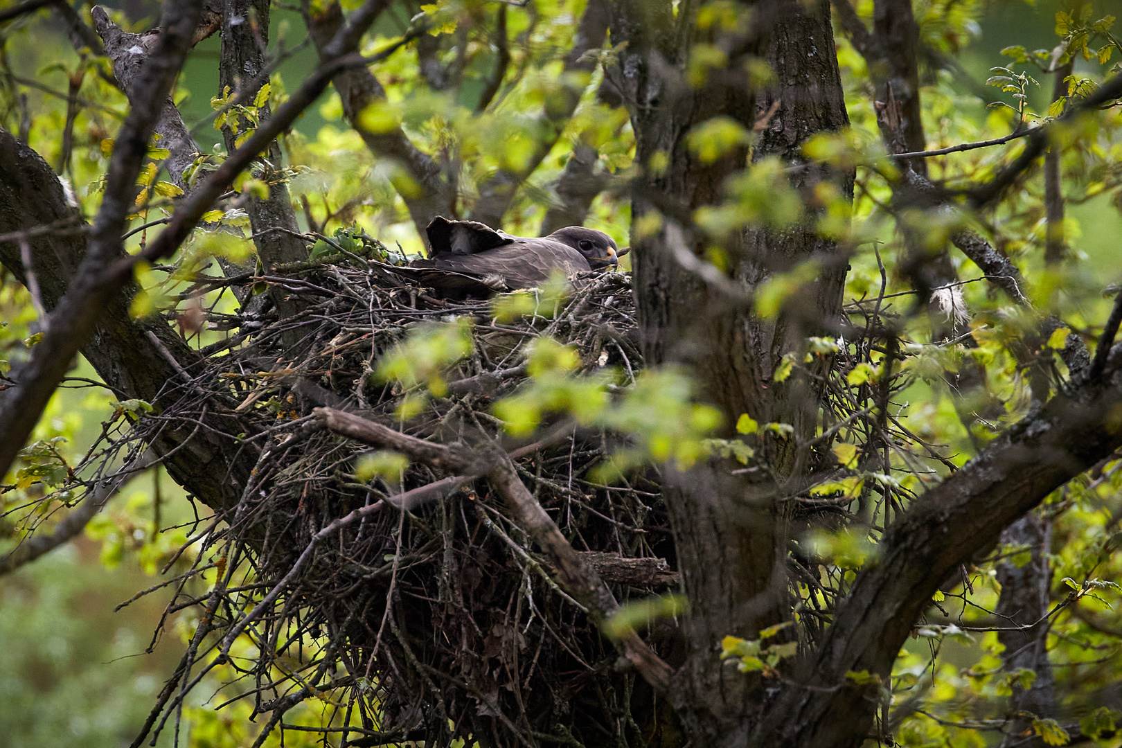 Bussard Horst