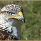 Bussard I