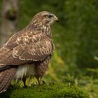 Bussard I