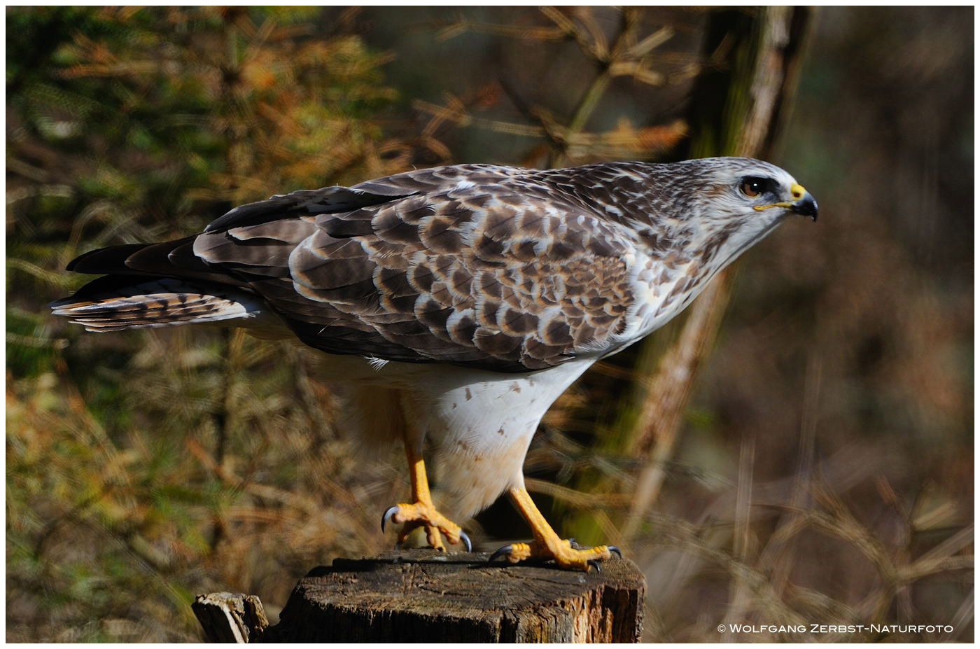 --- Bussard I. --- ( Buteo buteo )