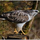 --- Bussard I. --- ( Buteo buteo )