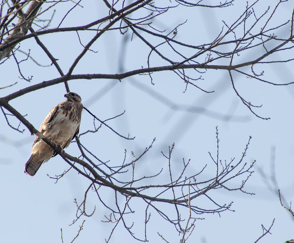 Bussard II