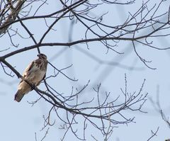 Bussard II