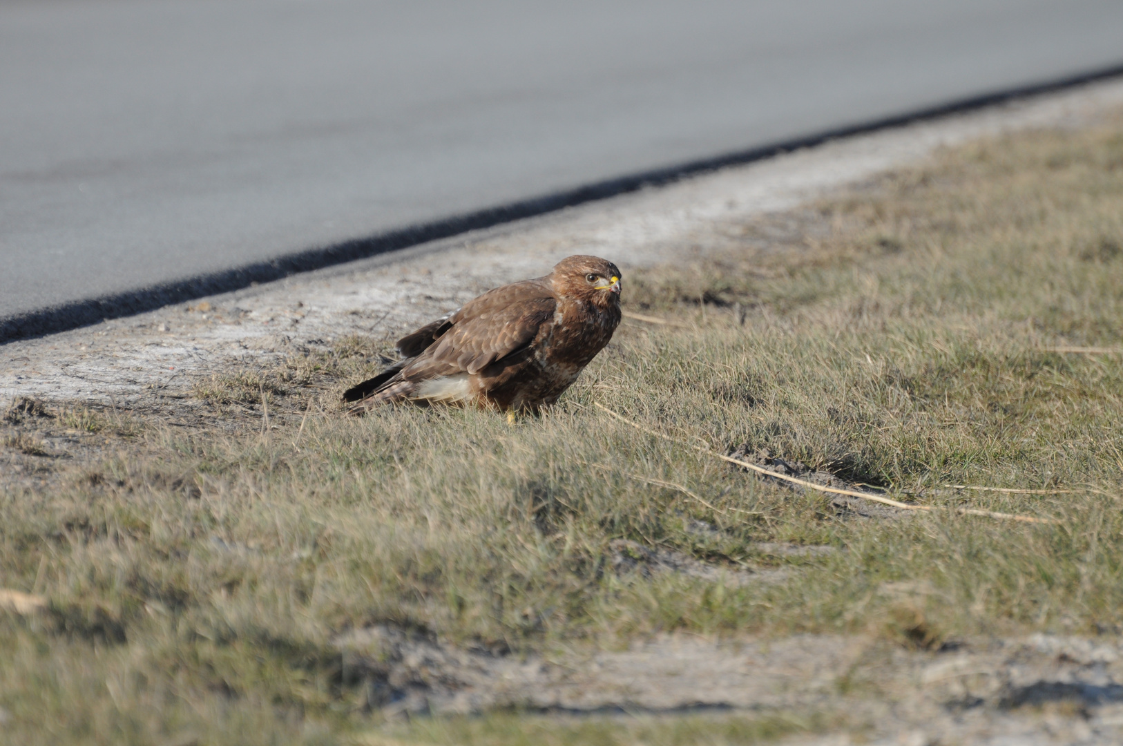 Bussard II