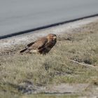 Bussard II