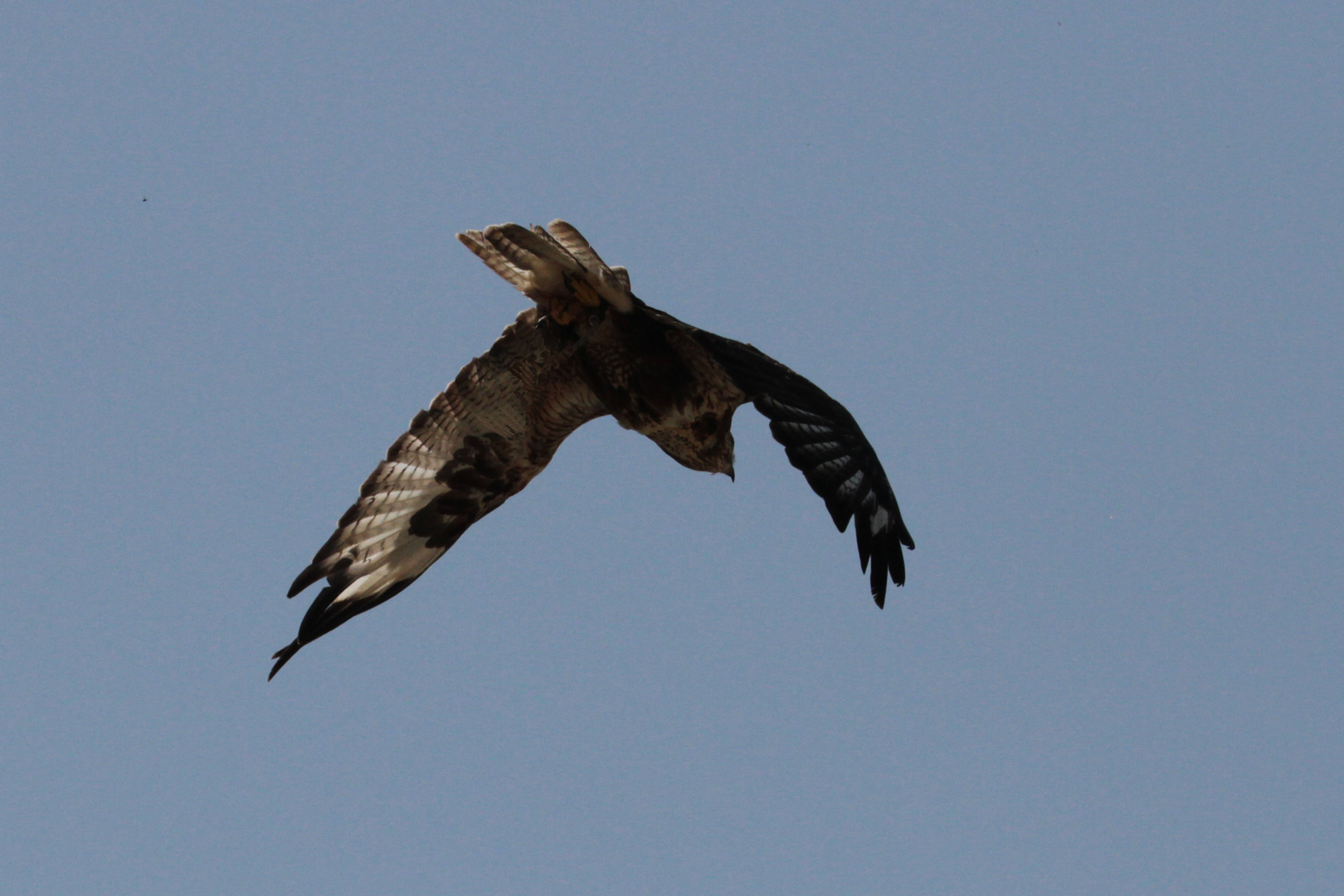 Bussard II