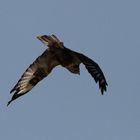 Bussard II