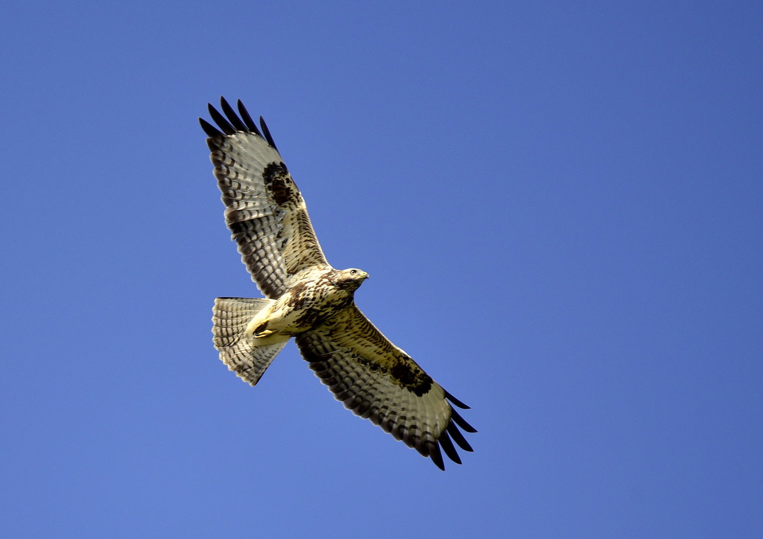 Bussard II