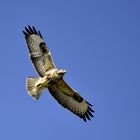 Bussard II