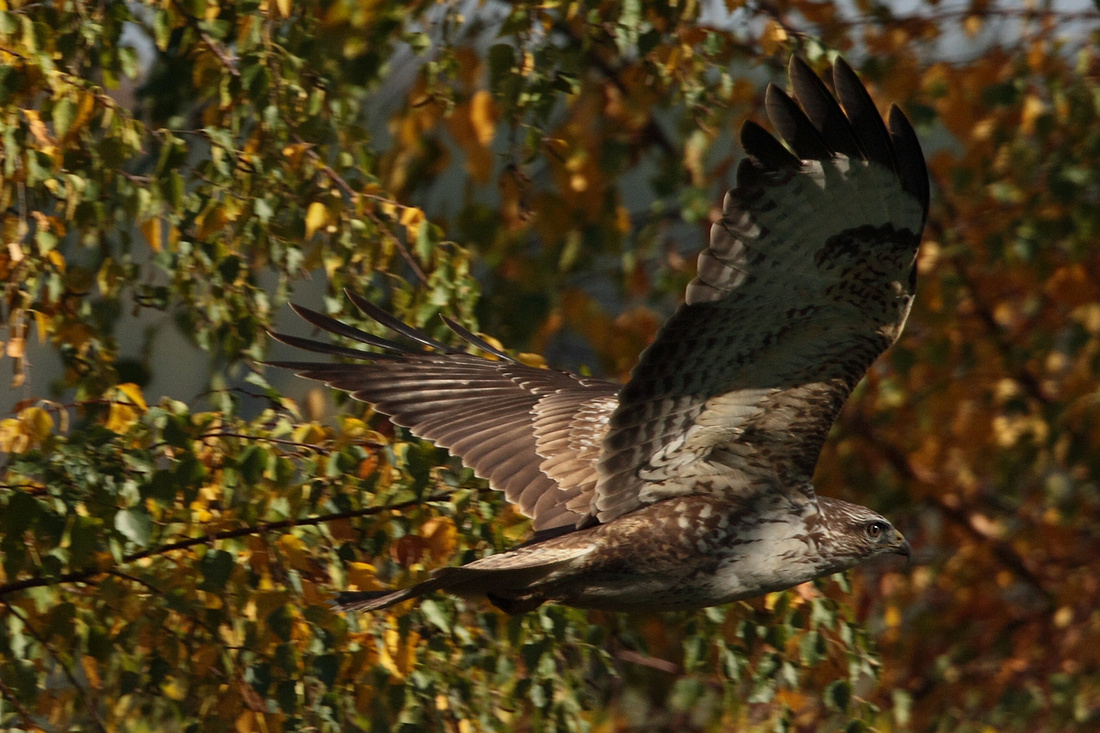 Bussard II