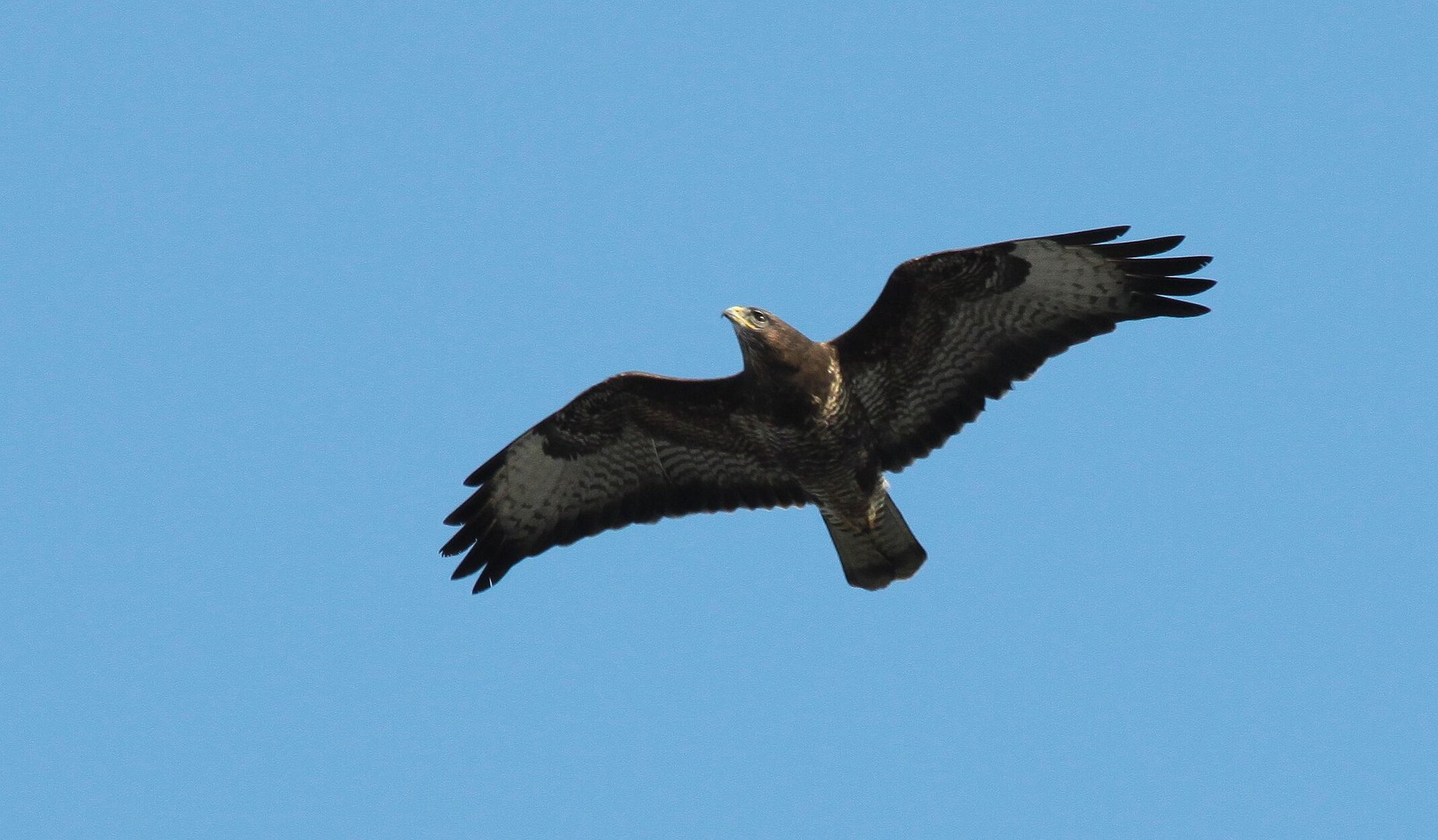 Bussard II