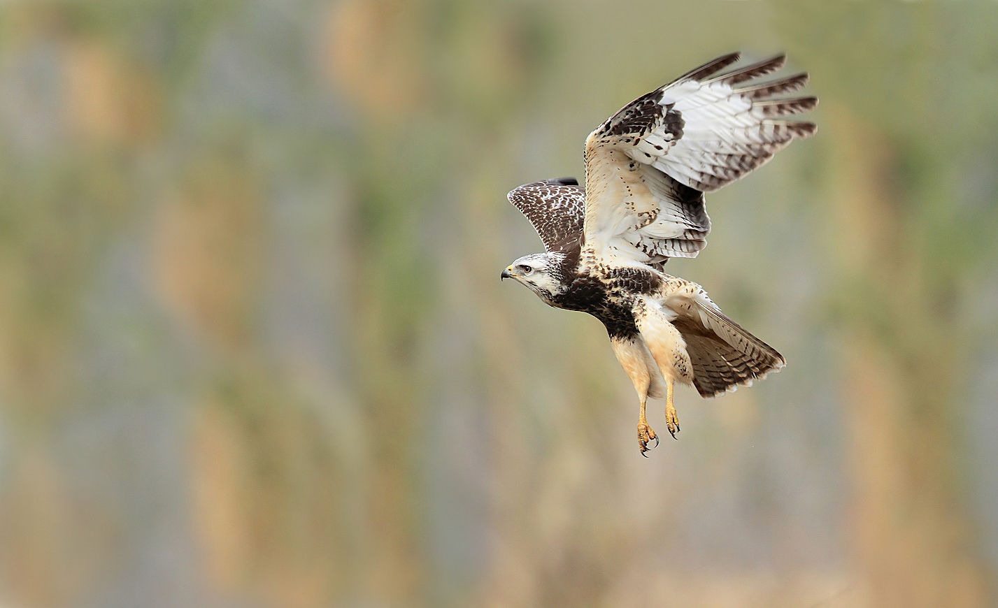 * Bussard II