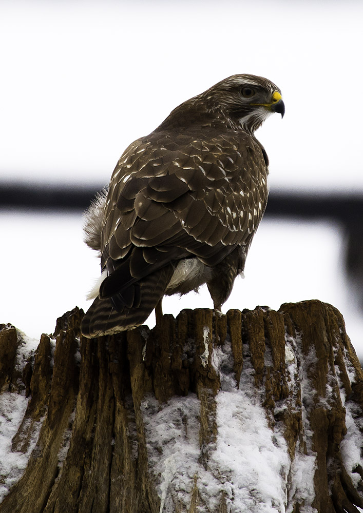 Bussard III