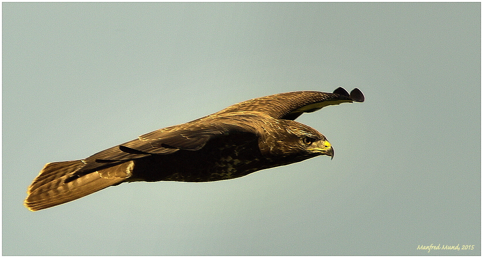 Bussard III