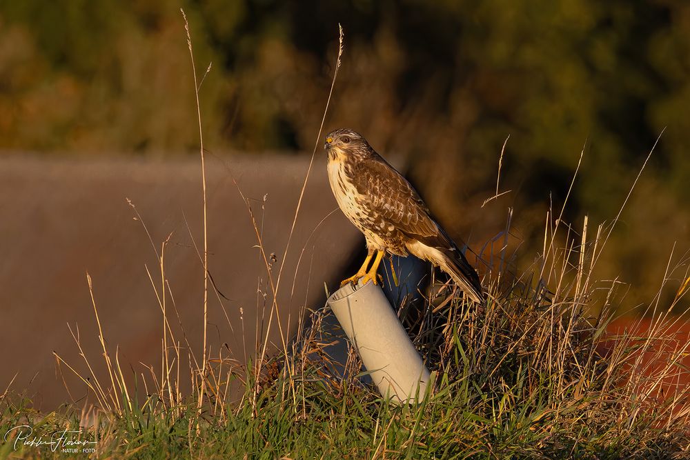 Bussard im Abendlicht