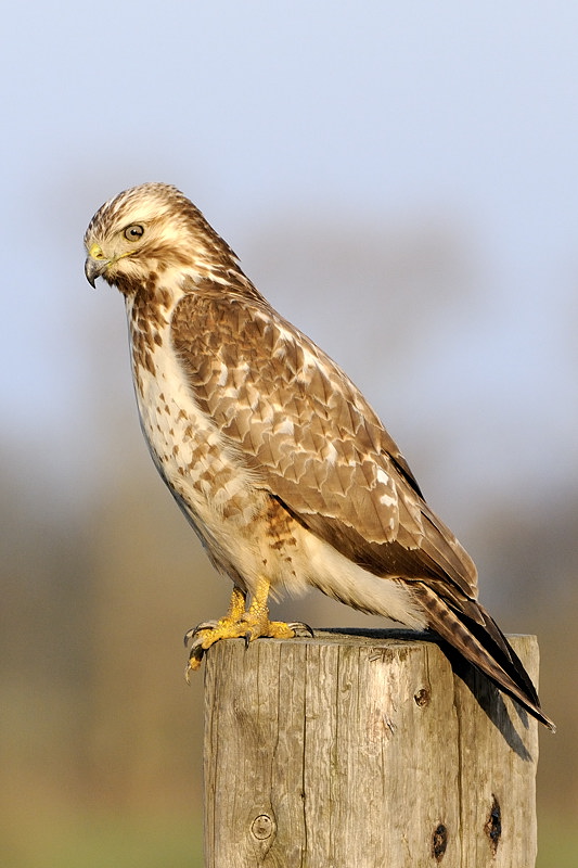 Bussard im Abendlicht