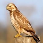 Bussard im Abendlicht