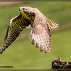 Bussard im Abflug