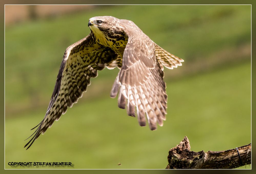 Bussard im Abflug