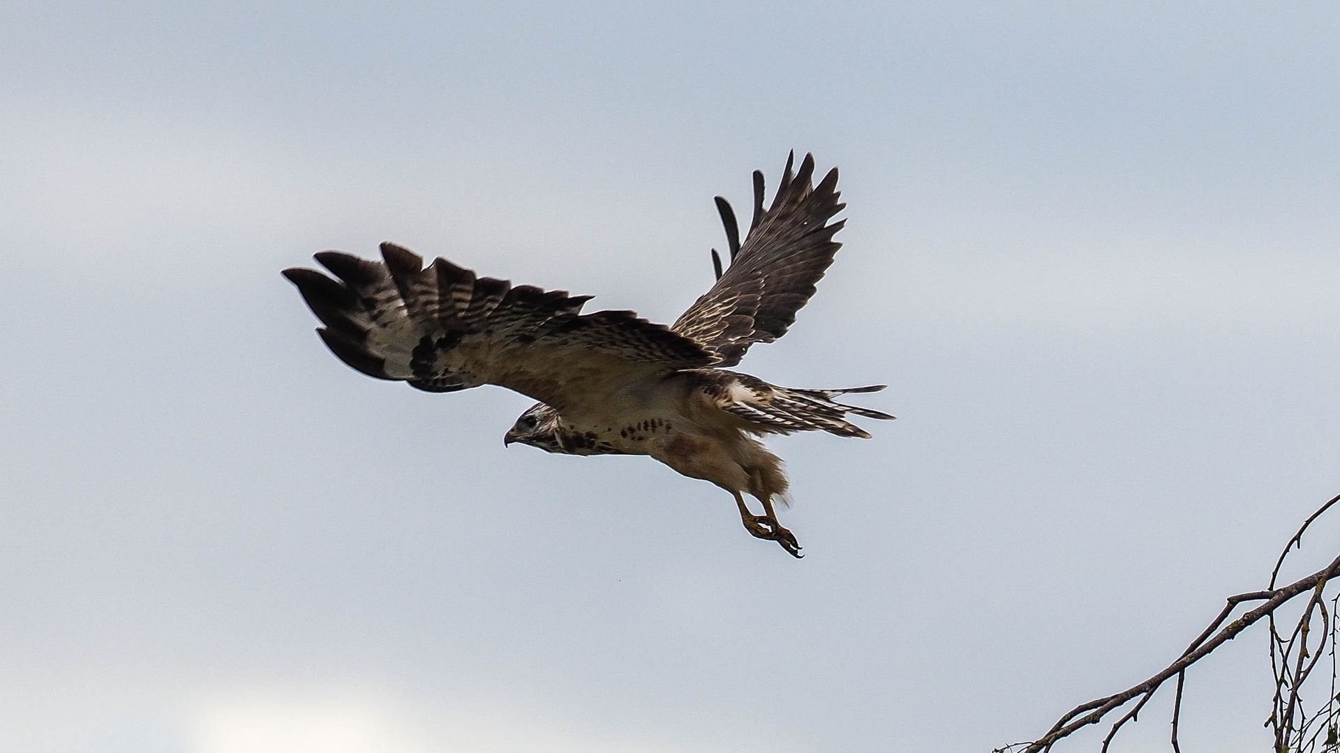 Bussard im Abflug