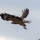 Bussard im Abflug