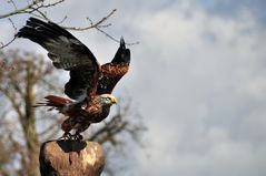 Bussard im Abflug